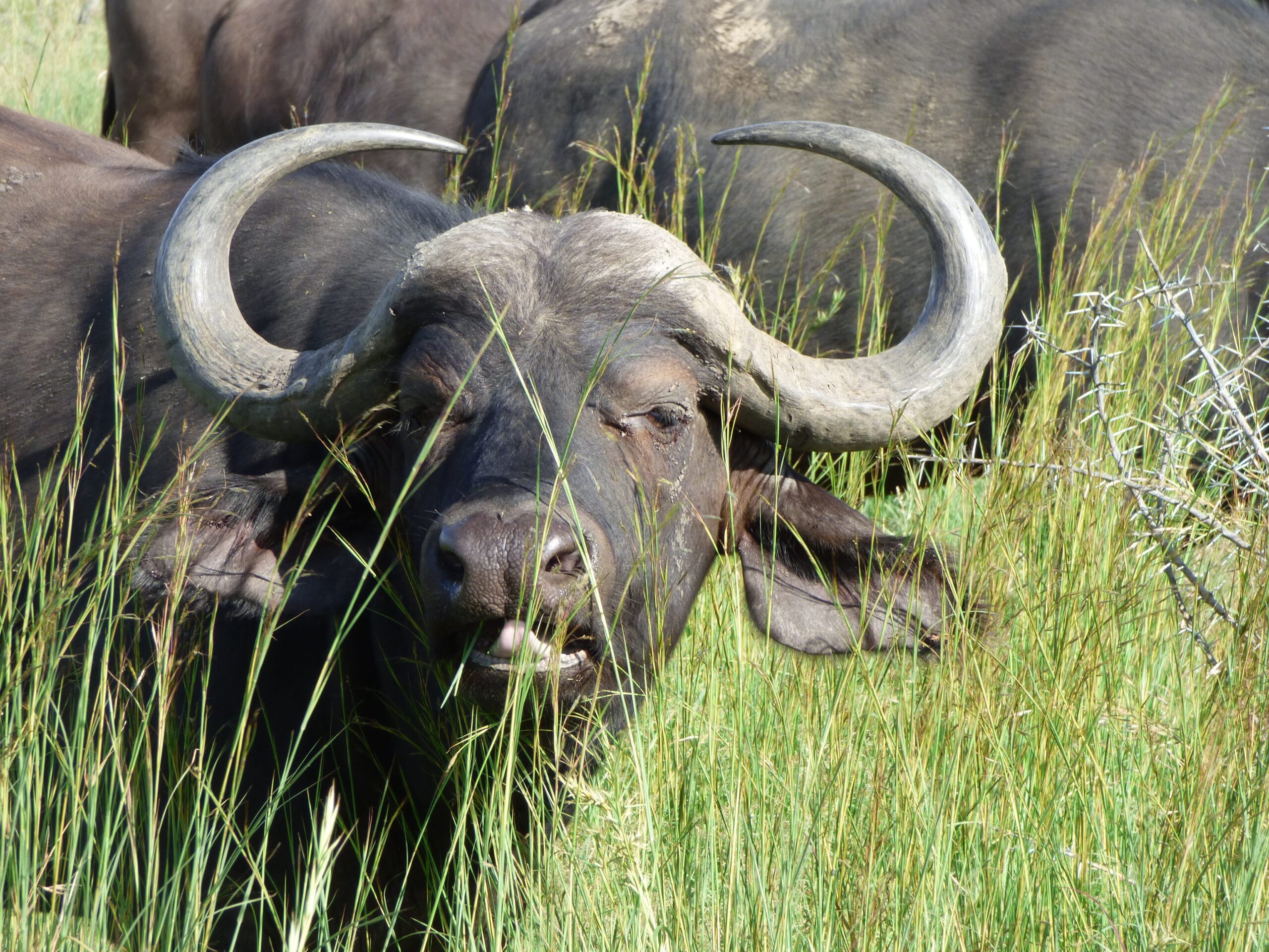 Sør-Afrika -“Et afrikansk eventyr” – 7. – 21. januar 2026 – fullbooket